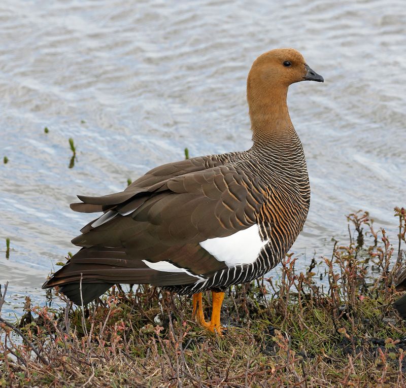 Upland Goose
