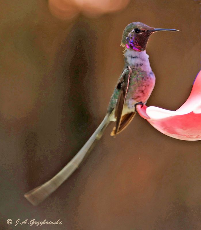 Peruvian Sheartail