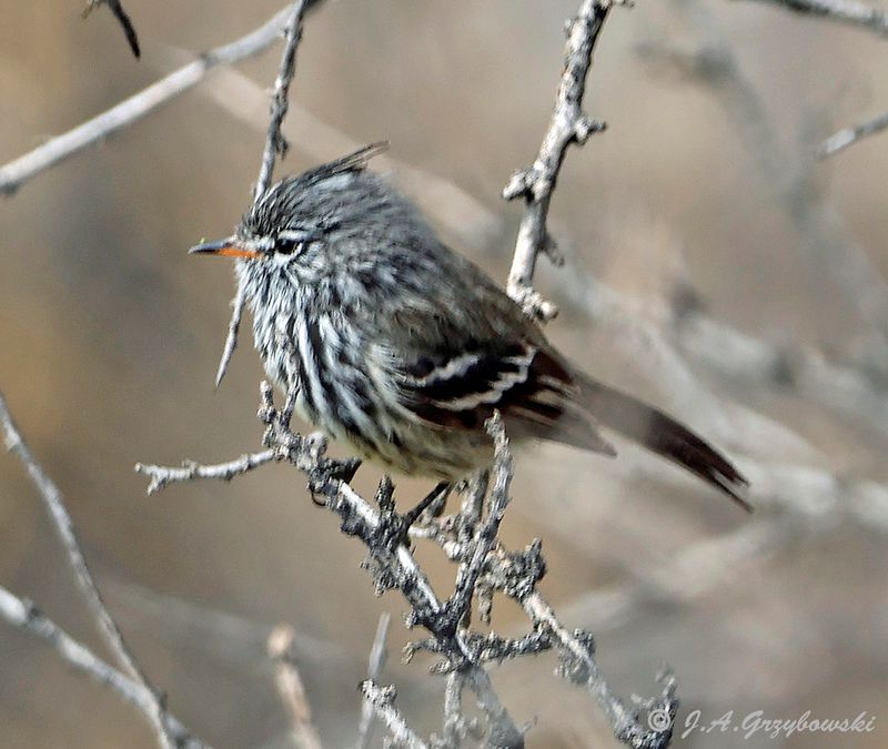 Yellow-billed Tit-Tyrant