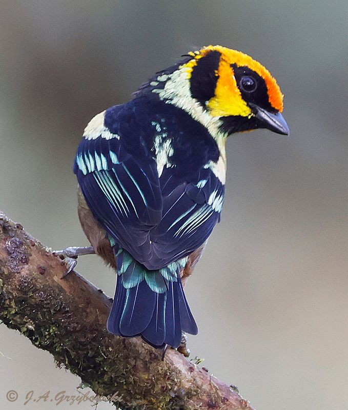 Flame-faced Tanager