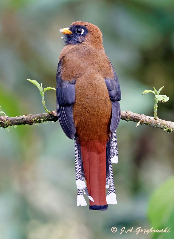 Masked Trogon