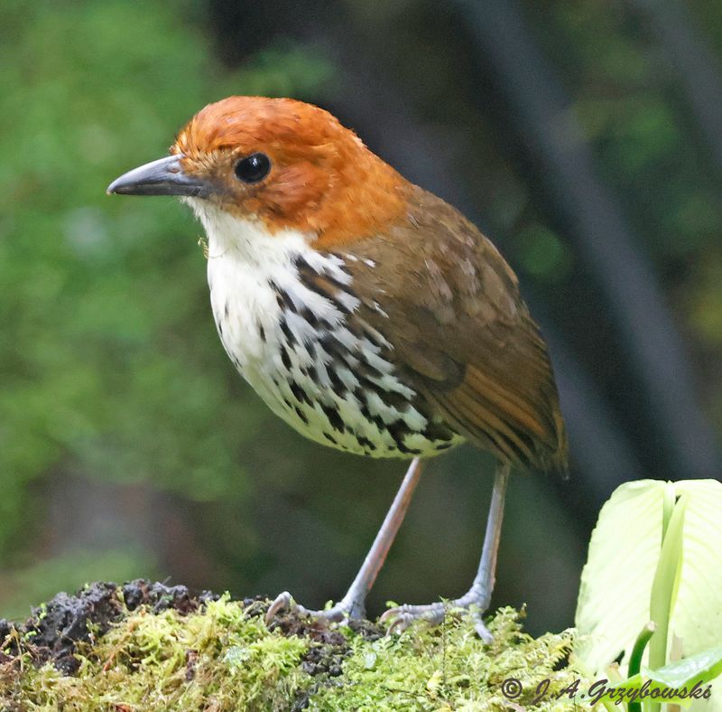 Chestnut-crowned Antpitta