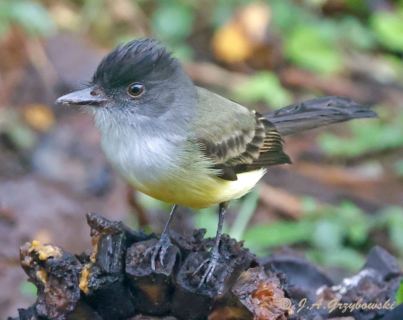 Dusky-capped Flycatcher