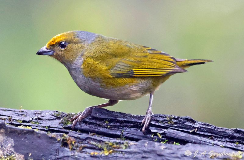 Orange-bellied Euphonia