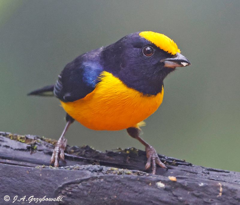 Orange-bellied Euphonia