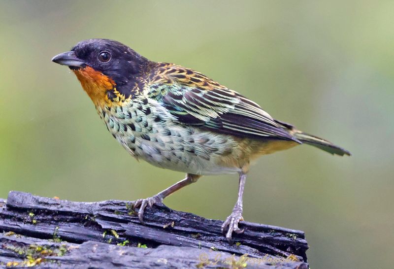 Rufous-throated Tanager