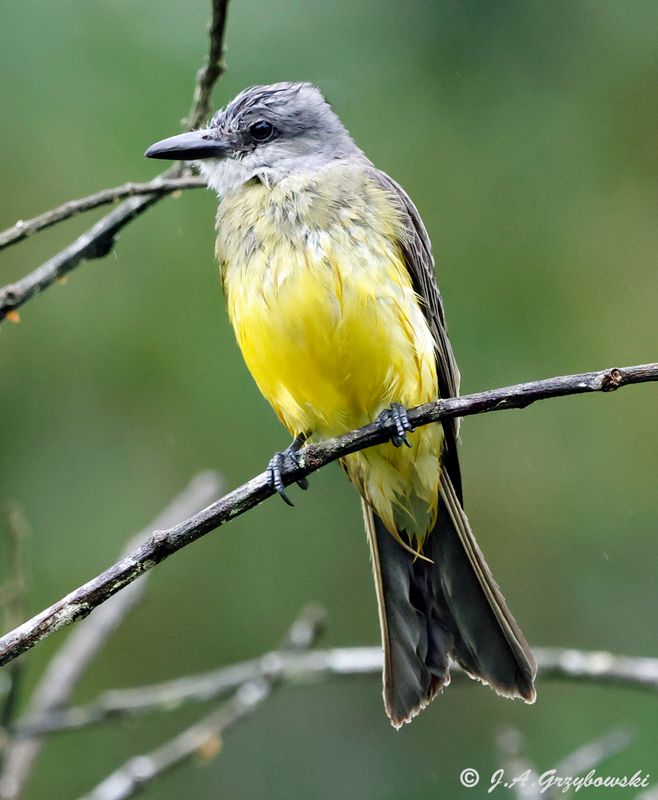 Tropical Kingbird