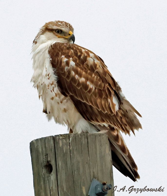Ferruginous Hawk