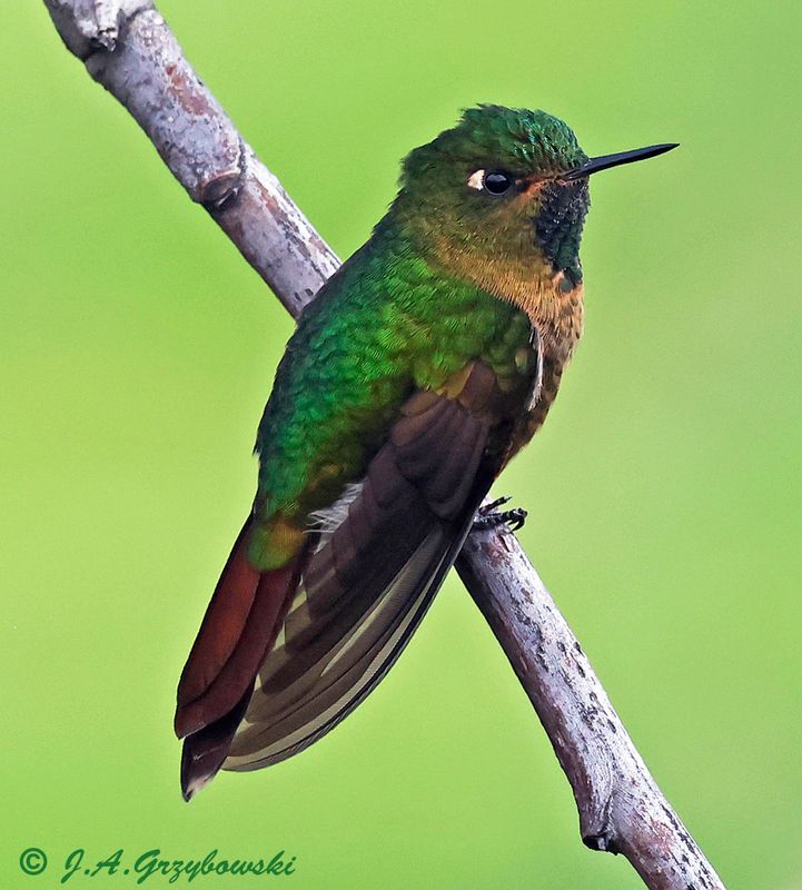 Tyrian Metaltail
