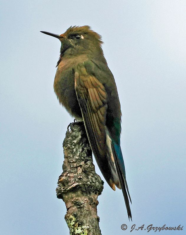Blue-mantled Thornbill