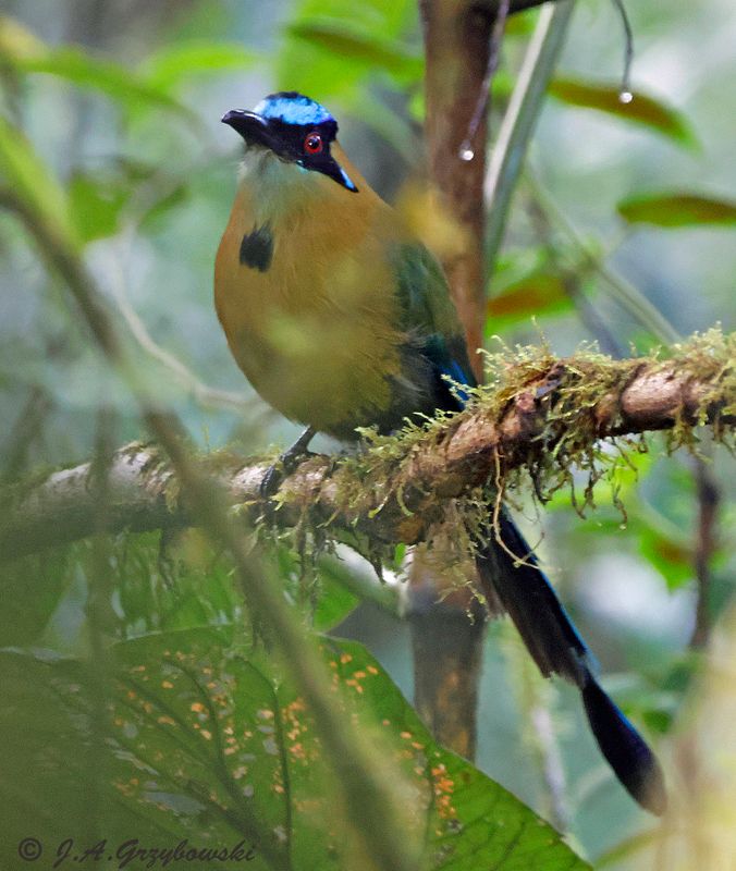 Andean Motmot