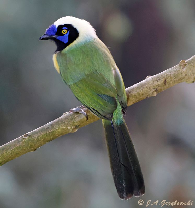 Green (Inca) Jay