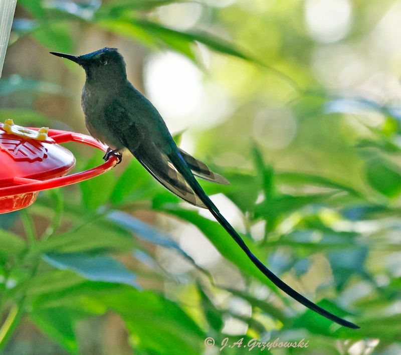 Long-tailed Sylph