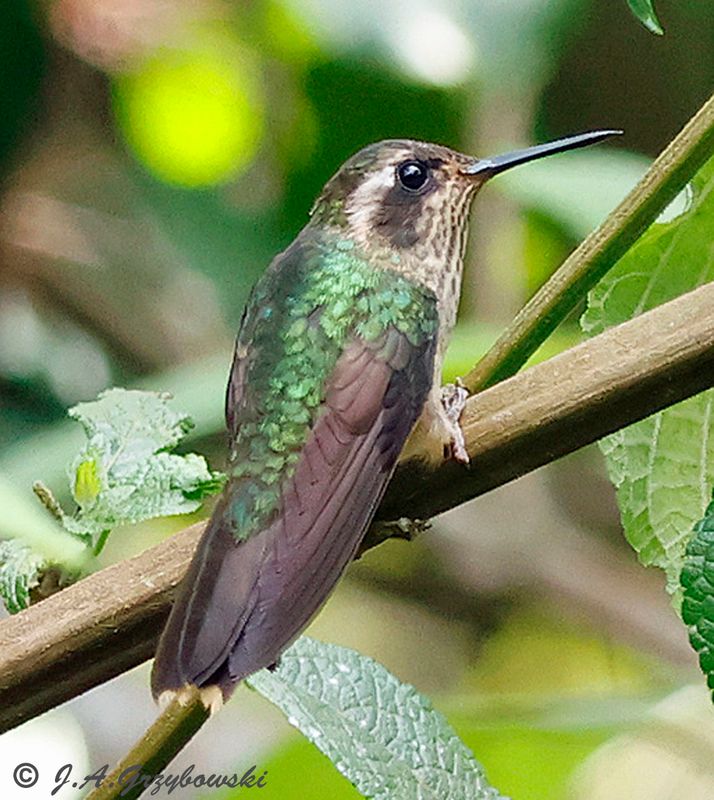 Spectacled Hummingbird