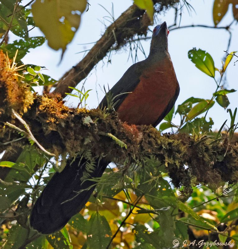 Sickle-winged Guan