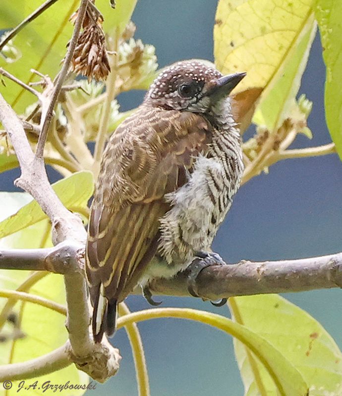 Lafresnayes Piculet