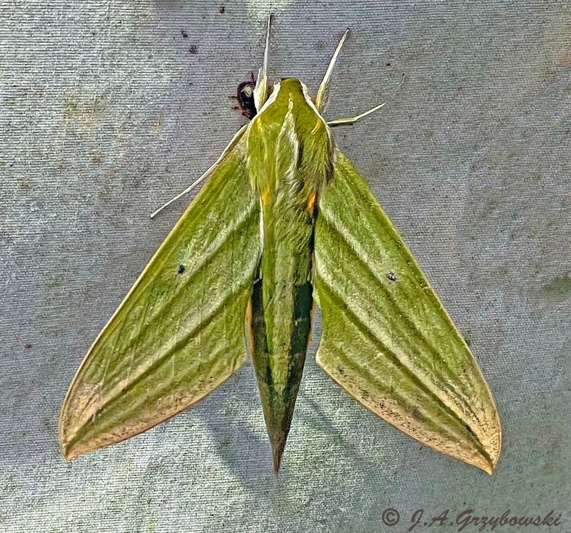 moth