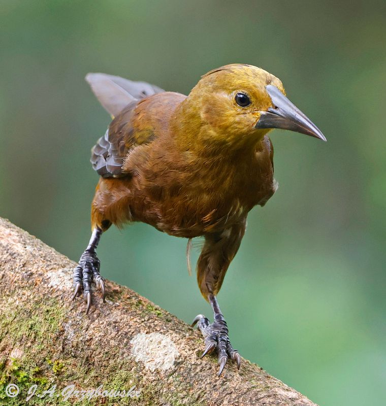 Russet-backed Oropendula female