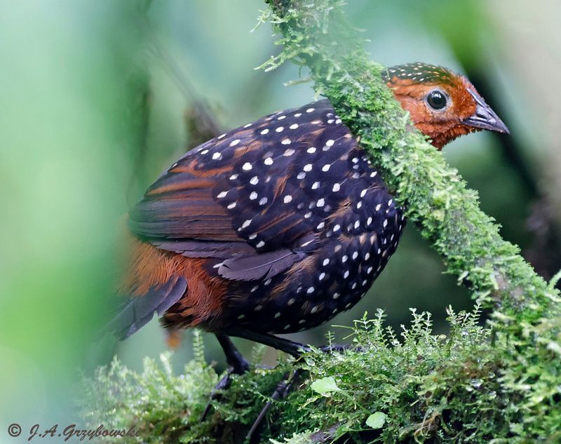 Ocellated Tapaculo