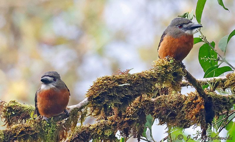 White-faced Nunbird