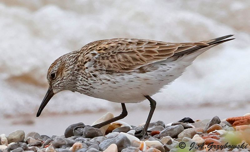 White-rumped Sandpiper
