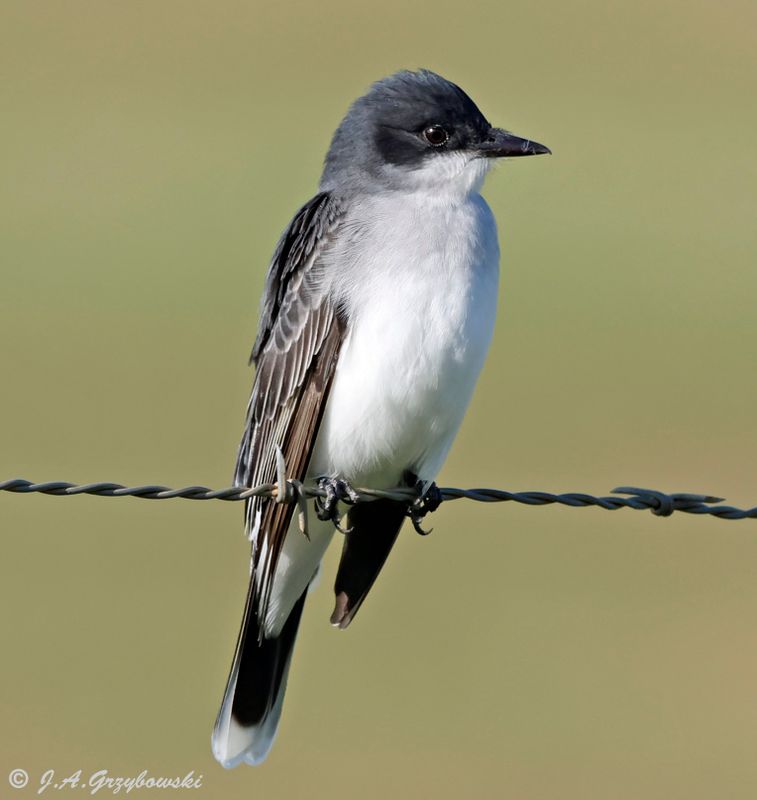 Eastern Kingbird
