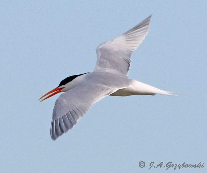 Elegant Tern
