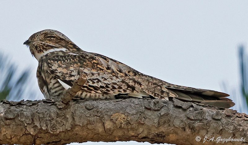 Common Nighthawk