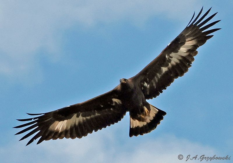 Golden Eagle