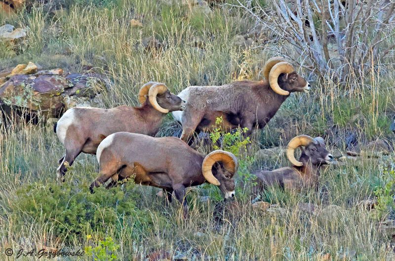 Bighorn Sheep (Ovis canadensis)