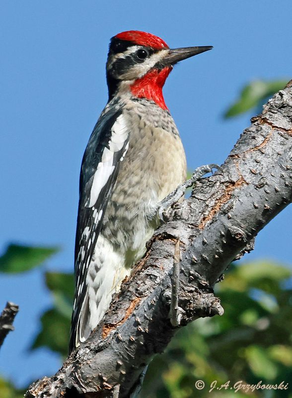 Red-naped Sapsucker