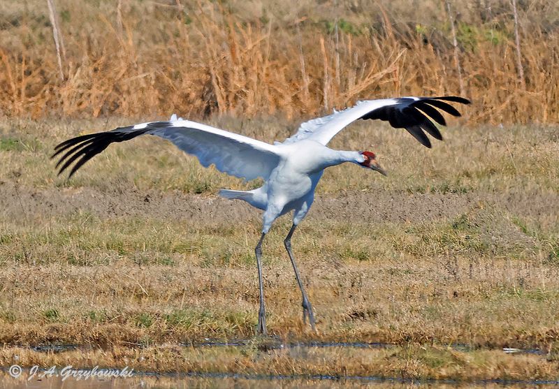 Whooping Crane