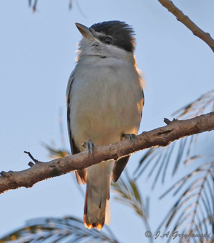 Gray-collared Becard