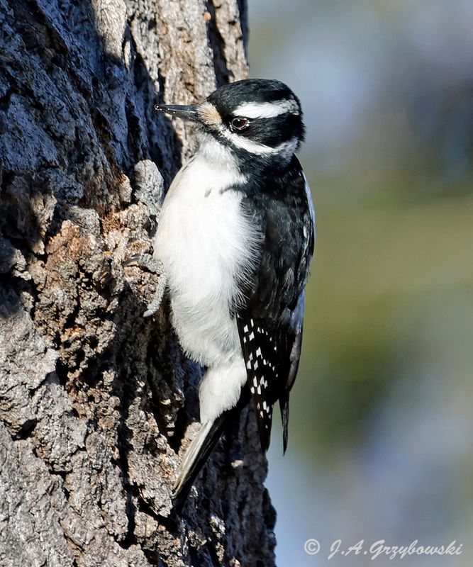 Hairy Woodpecker (Rocky Mountain race)