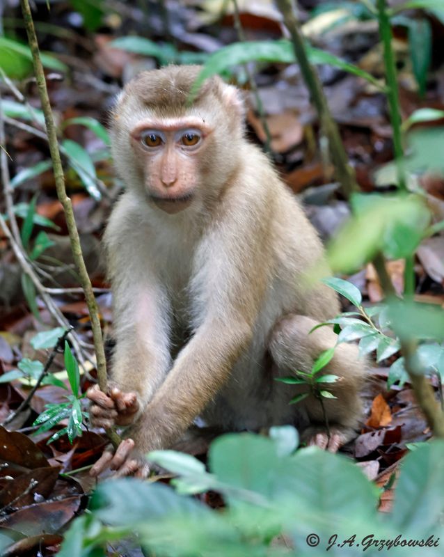 Pig-tailed Macaque (Macaca nemestrina)