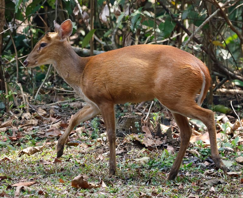 Northern Red Muntjac (Muntiacus vatinalis)