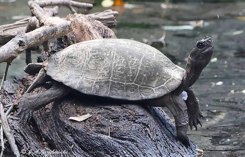 Black Marsh Turtle (Siebenrockiella crassicollis)