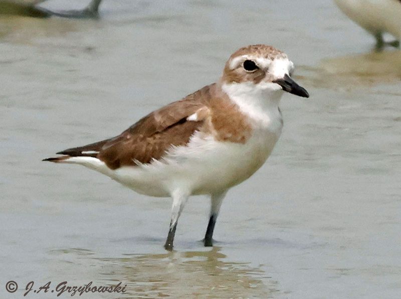 Greater Sand Plover