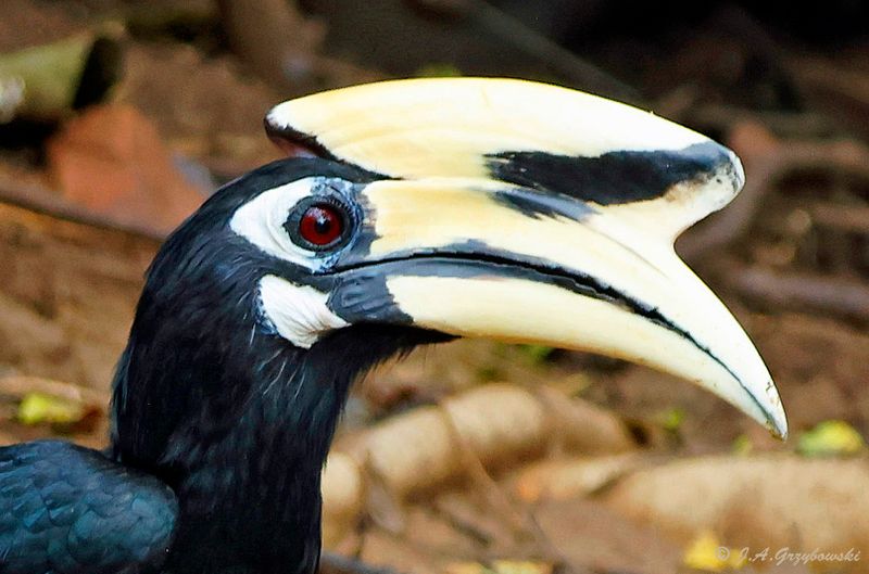 Oriental Pied Hornbill