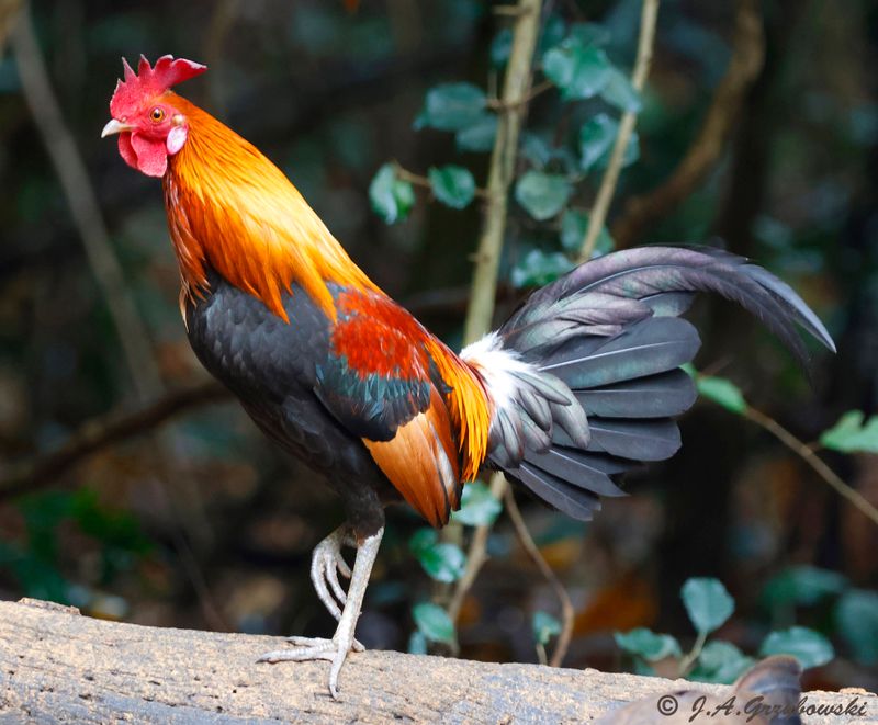 Red Jungle Fowl, Male