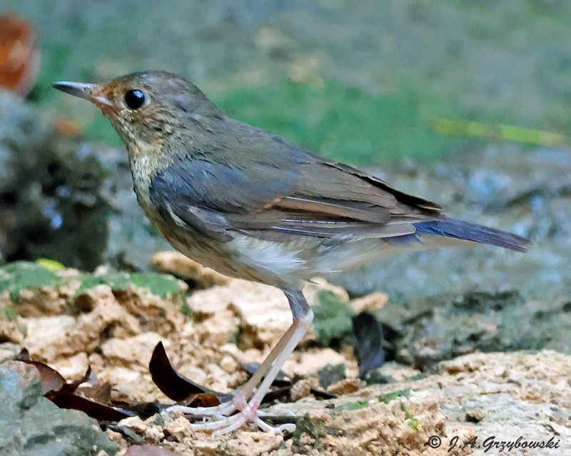 Siberian Blue Robin