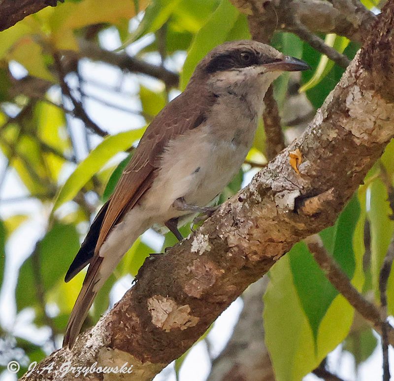 Large Woodshrike