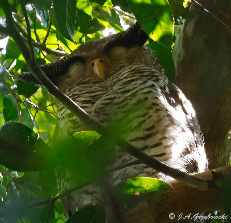 Spot-bellied Eagle Owl