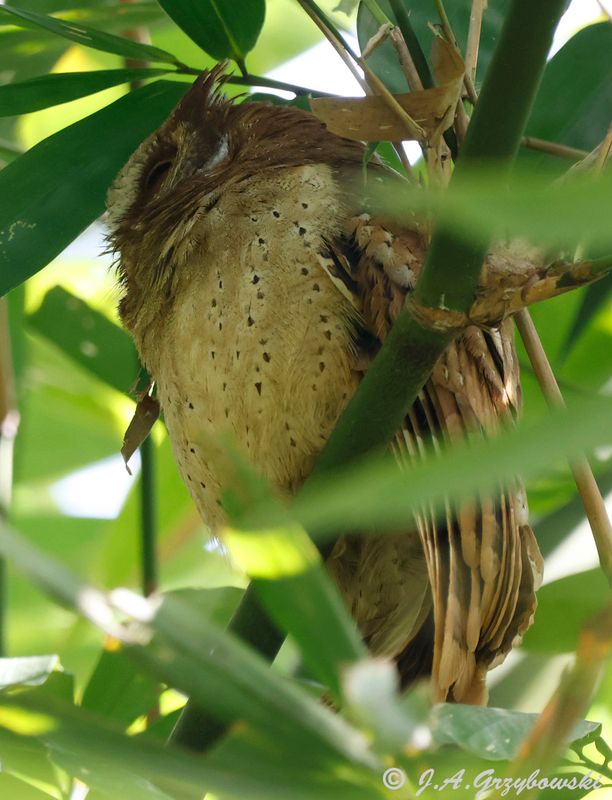 White-fronted Scops Owl
