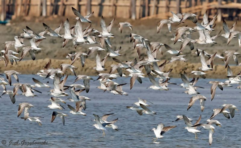 Great Knots and Nordmanns Greenshanks