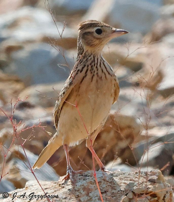 Oriental Skylark