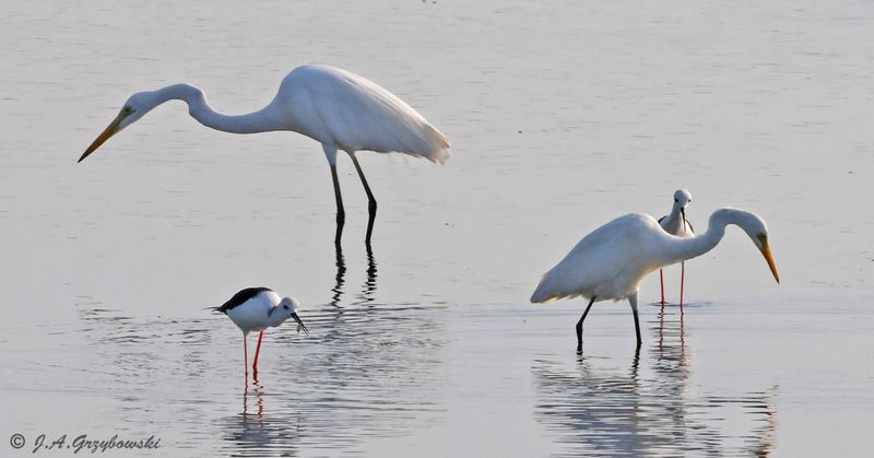 Great Egret and Medium Egret