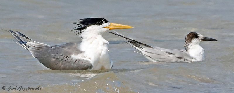 Great Crested Tern and Common Tern