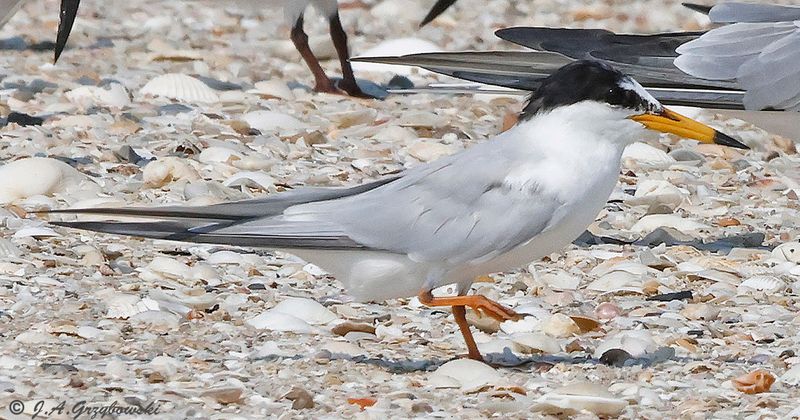 Little Tern