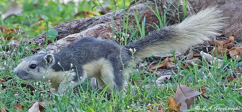 Variable Squirrel